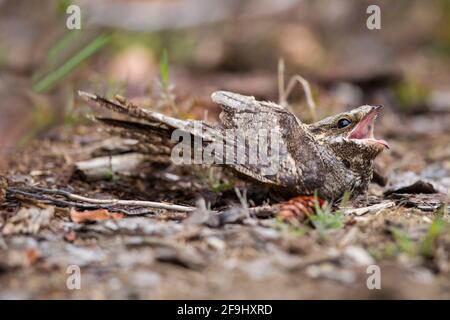 European Nightjar (Caprimulgus europaeus), well camouflaged on the ground. Stock Photo