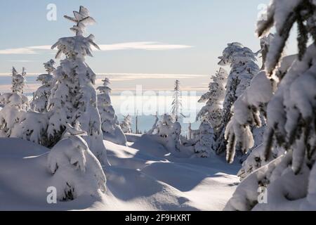 Landscape in winter on the Dreisesselberg. Bavarian Forest, Bavaria, Germany Stock Photo