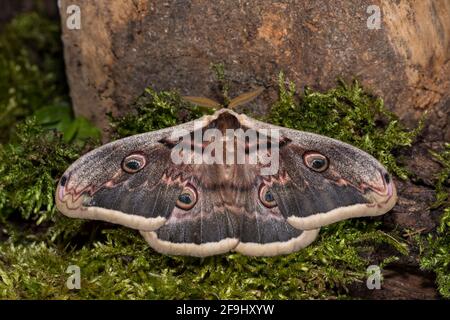 Giant Peacock Moth (Saturnia pyri). Male resting on moss. Germany Stock Photo