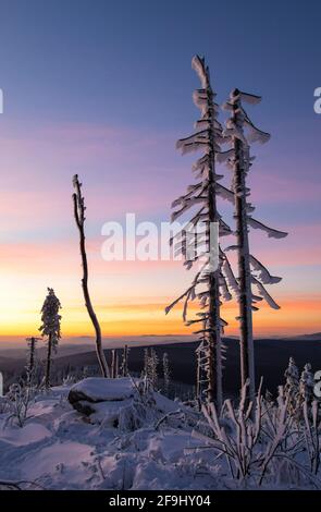 Landscape with dead trees in winter on the Dreisesselberg. Bavarian Forest, Bavaria, Germany Stock Photo