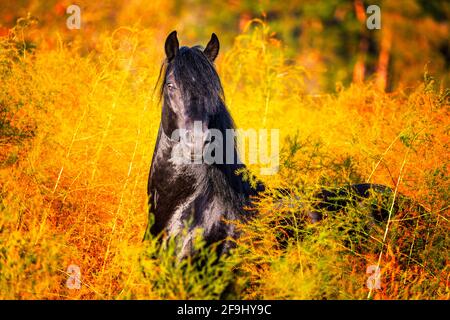 Paso Fino. Juvenile stallion standing in an Asparagus field. Germany Stock Photo