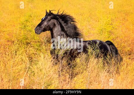Paso Fino. Juvenile stallion galloping in an Asparagus field. Germany Stock Photo