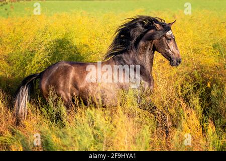 Paso Fino. Juvenile stallion galloping in an Asparagus field. Germany Stock Photo