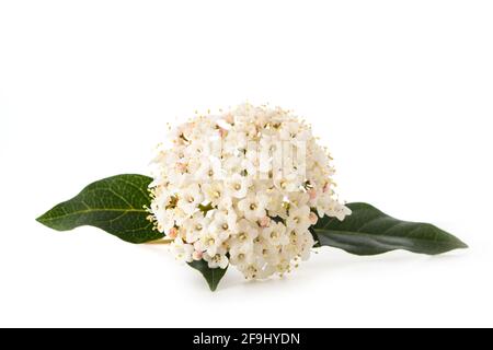 Laurestine flowers  (Viburnum tinus) isolated on white background Stock Photo