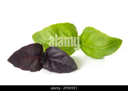 Green and purple basil isolated on white Stock Photo