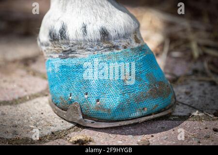 Domestic horse. Hoof bandaged for laminitis. Germany Stock Photo