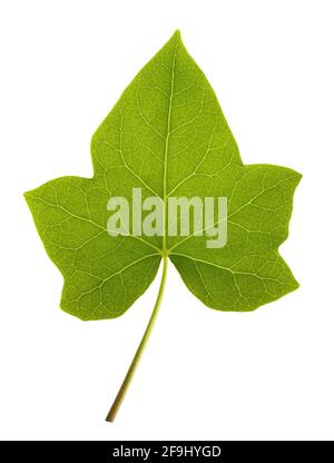 Ivy leaf isolated  on white background Stock Photo