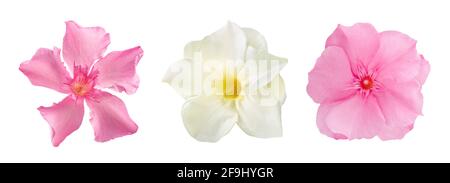 Oleander  flowers  heads isolated on white background Stock Photo