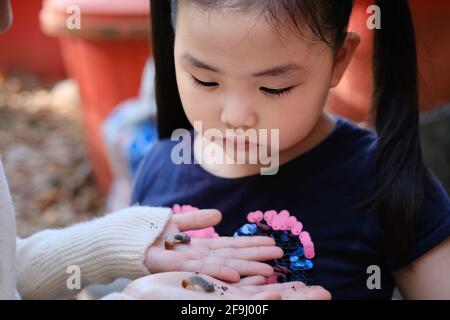 A cute young Asian girl is observing rhinoceros beetle larvae in her sister's hands after digging them up from the ground in a garden, preparing to ra Stock Photo