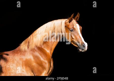 Purebred Arabian Horse. Portrait of chestnut mare, seen against a black background. Austria Stock Photo