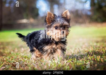 Yorkshire Terrier. Puppy walking on a meadow. Germany Stock Photo