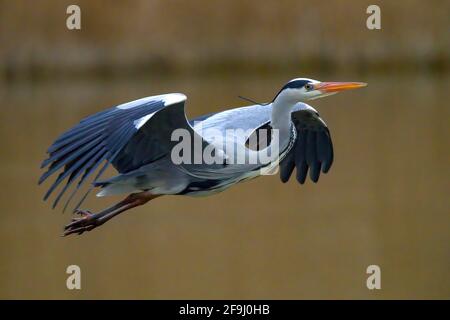 Grey Heron (Ardea cinera). Adult in flight above water. Germany Stock Photo