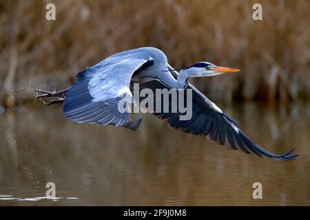 Grey Heron (Ardea cinera). Adult in flight above water. Germany Stock Photo