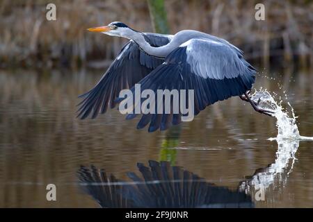 Grey Heron (Ardea cinera). Adult taking-off from water. Germany Stock Photo