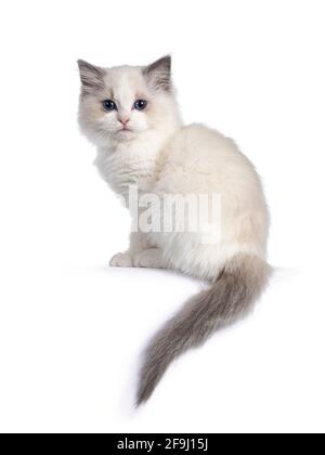 Cute blue bicolor Ragdoll cat kitte, sitting backwards on edge with tail hanging down. Looking over shoulder towards camera with blue eyes. Isolated o Stock Photo