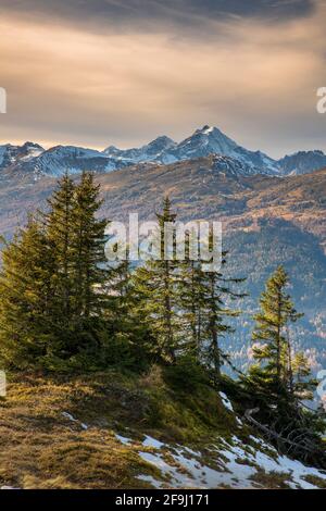 Spruces on the Padauner Kogl, in background the mountain Habicht and the Stubai Alps. Tyrol, Austria Stock Photo