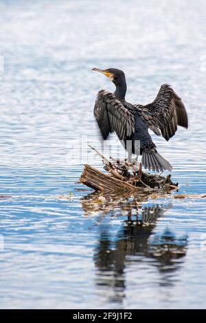 Great Cormorant (Phalacrocorax carbo) perched on root in water while spreads its wings to dry them. Austria Stock Photo
