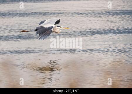 Grey Heron (Ardea cinera). Adult in flight above water. Austria Stock Photo