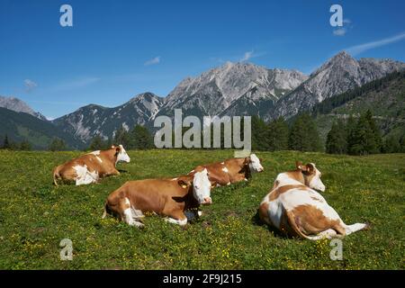 Kühe auf der Lackenalm, Lesachtal, Gailtaler Alpen, hinten die Karnischen Alpen, Kärnten, Alpen, Österreich Stock Photo