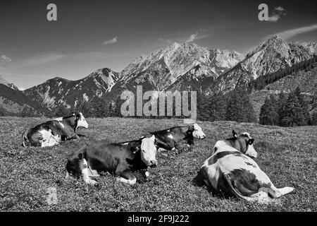 Kühe auf der Lackenalm, Lesachtal, Gailtaler Alpen, hinten die Karnischen Alpen, Kärnten, Alpen, Österreich Stock Photo
