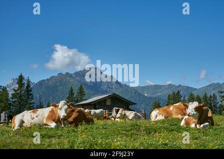 Kühe auf der Lackenalm, Lesachtal, Gailtaler Alpen, hinten die Karnischen Alpen, Kärnten, Alpen, Österreich