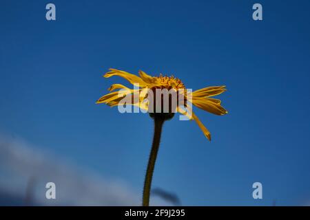 Gelbe Blüte einer Arnika (Arnica montana), Bergwiese, Gailtaler Alpen, Lesachtal, Alpen, Kärnten, Österreich Stock Photo