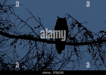 Eurasian Eagle Owl (Bubo bubo). Adult perched in a tree at night. Stock Photo
