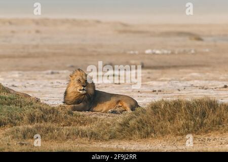 African male lion (Panthera Leo) resting. Etosha National Park, Namibia, Africa Stock Photo