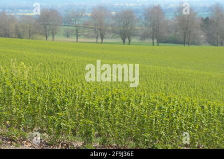 Blackcurrants growing on a south facing slope near Shobdon Herefordshire in April 2021 Stock Photo