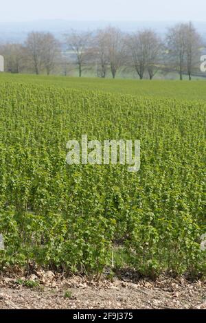 Blackcurrants growing on a south facing slope near Shobdon Herefordshire in April 2021 Stock Photo