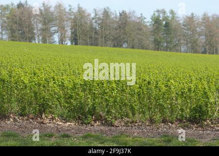 Blackcurrants growing on a south facing slope near Shobdon Herefordshire in April 2021 Stock Photo