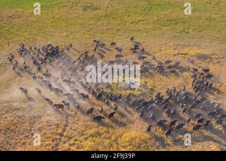 Buffalo (Syncerus caffer) herd running. Okavango Delta, Botswana, Africa Stock Photo