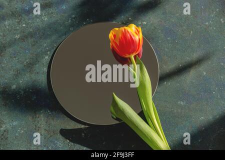 Top view of red tulip on blue background with shadows and mirror. Stock Photo