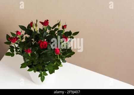Red rose bush in a pot on a gray-white background. A beautiful gift for a birthday, Valentine's day. Indoor plant in a white metal pot. Top view of th Stock Photo
