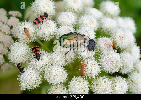 Different Insects incl Green Rose Chafer, Cetonia aurata, & Black & Red Checkered Beetle, Trichodes apiarius, Feeding on Common Hogweed or Cow Parsley Stock Photo
