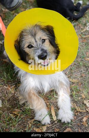 Portrait of a dog wearing an elizabethan collar. Dog in a plastic