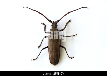 Long-Horn Beetle, Longhorn Beetle or Long-horned Beetle, Stictoleptura scutellata, on White Background