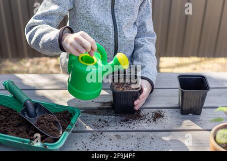 child pours water from watering can seedling pot with seeds of plants, standing on wooden table. Happy carefree childhood. horizontal image Stock Photo