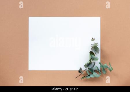 White blank sheet and eucalyptus leaves on terracotta color background. Top view, flat lay, mock up. Stock Photo