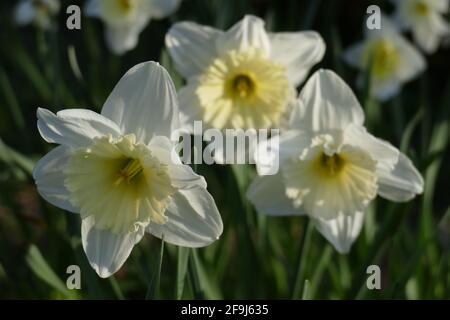 Weisse Narzissen, Narzissenblüte  (Narcissus Pseudonarcissus), Deutschland Stock Photo