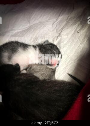 Closeup of a cute one week old kitten sleeping beside its mother on a soft blanket Stock Photo