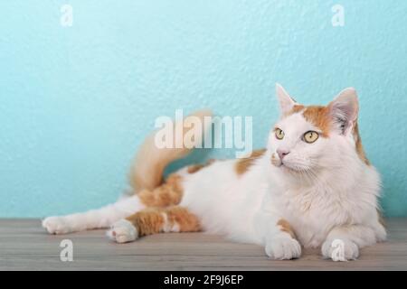 Cute tabby cat lying on the table and looking curious away. Stock Photo