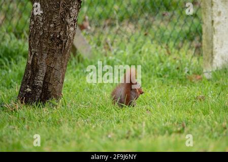 Red squirrel eating on the grass Stock Photo