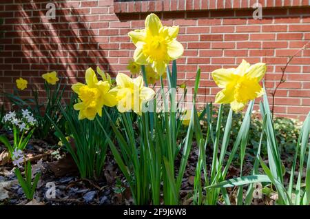 Close up of blooming daffodils Stock Photo