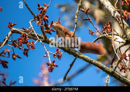 Red squirrel jumping in a tree Stock Photo