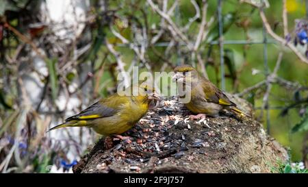 two greenfinch birds resting on a bark to eat Stock Photo