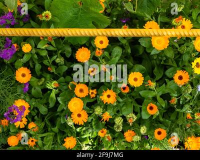 Top view over many bright orange marigold calendula flowers, buds and violet delphinium growing near the country house in a garden on a sunny day. Dar Stock Photo