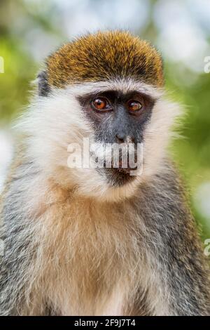Green Monkey - Chlorocebus aethiops, beautiful popular monkey from West African bushes and forests, Ethiopia. Stock Photo