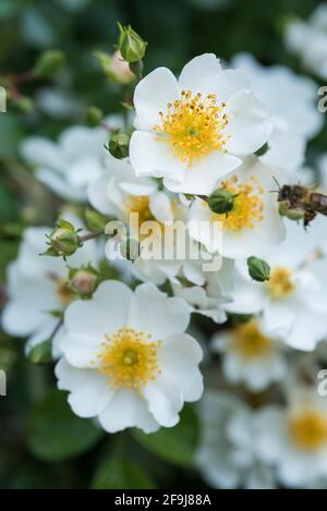 Close up of a white miniature rose. Stock Photo