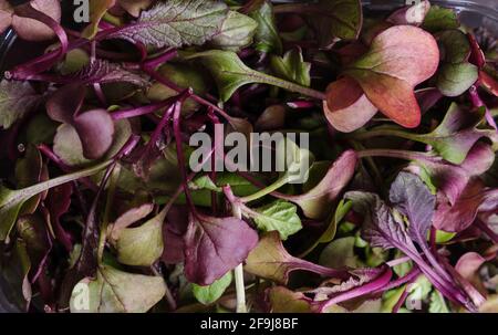 Top view at harvested Rambo Radish microgreens. Superfood concept. Stock Photo